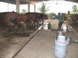 Inside of Dairy Unit.jpg